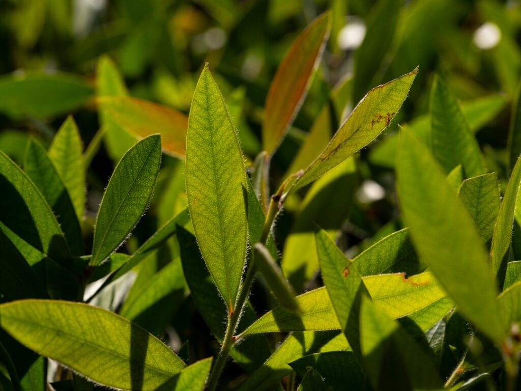 Curating Fresh Scents: Green Tea Lemongrass & Morning Dew - minimalist green tea lemongrass